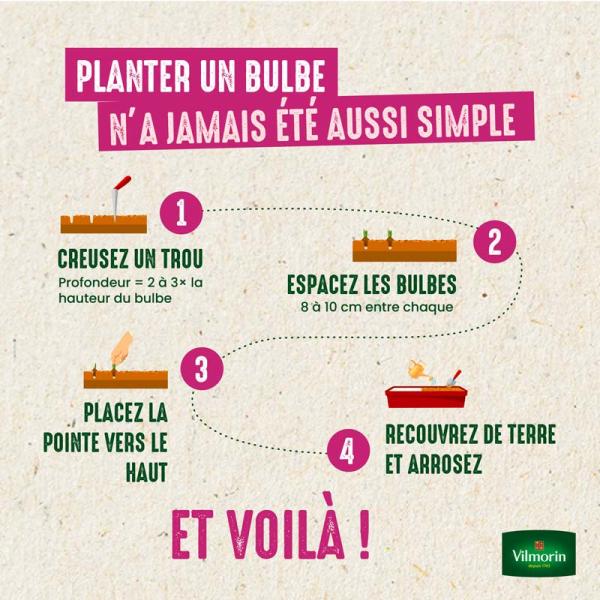 Bulbes à fleurs à planter au printemps - Dahlia Décoratif nain Heatwave (x1) - image